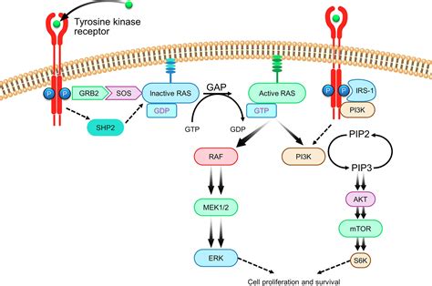 KRAS: From undruggable to a druggable Cancer Target - Cancer Treatment ...