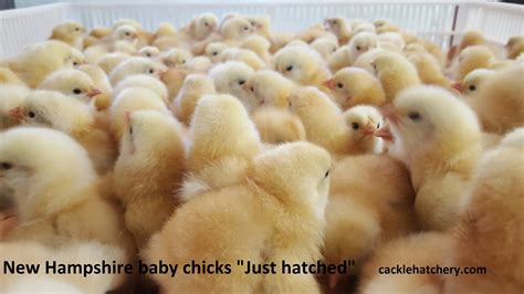 New Hampshire Red - Baby Chickens for Sale | Cackle Hatchery