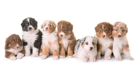 Are There Different Kinds Of Australian Shepherds