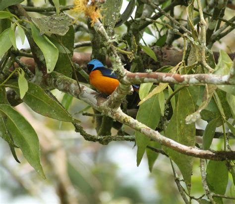 Elegant Euphonia | Birds for Beer