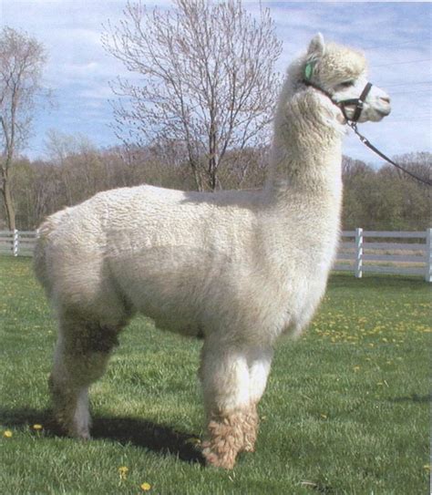 Alpaca (animal) - EcuRed