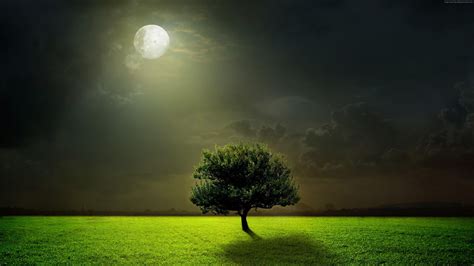 meadow, moonlight, moon, lone tree, tree, grasslaned, night sky, dark ...