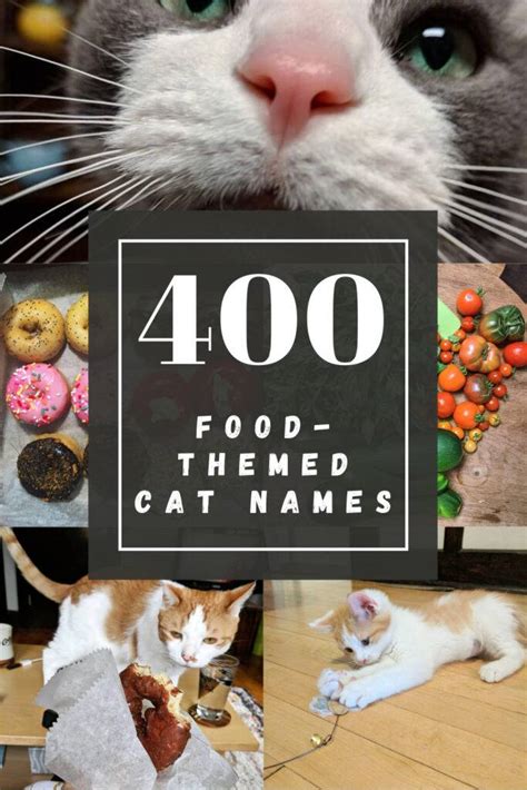 An Excellent List of 400 Food-themed Cat Names | Happy Cat Corner