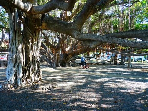 Banyan Court Park, Lahaina, Maui, Hawai'i | Lahaina Banyan C… | Flickr