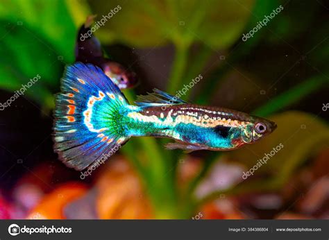 Guppy Breeding Form Fancy Guppy Guppy Poecilia Reticulata Also Known ...