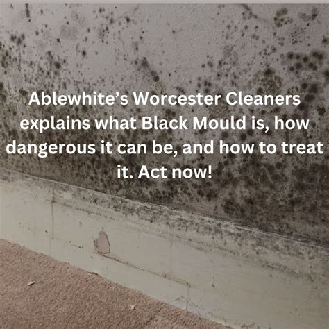 Understanding Black Mould: Risks, Causes, and Solutions from Ablewhite ...