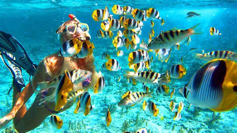 SNORKELING IN BORA BORA (Best in the World) - YouTube