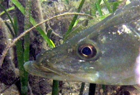 Common Snook - Centropomus undecimalis - Caribbean Fish Identification USVI