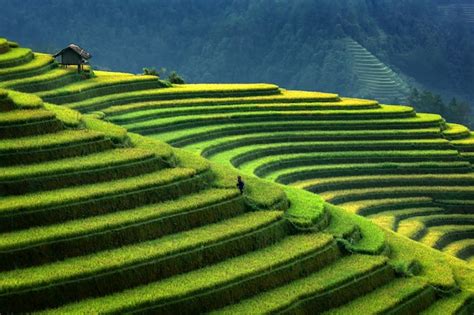 Premium Photo | Terraced rice plantation in mu cang chai, vietnam ...