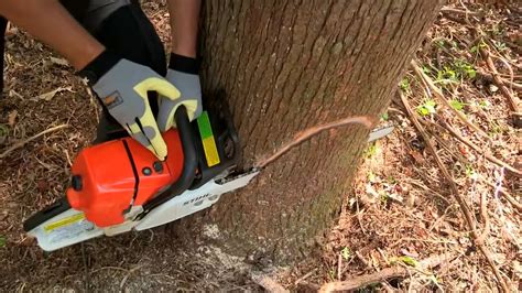 How to Fell a Tree with a Chainsaw - YouTube