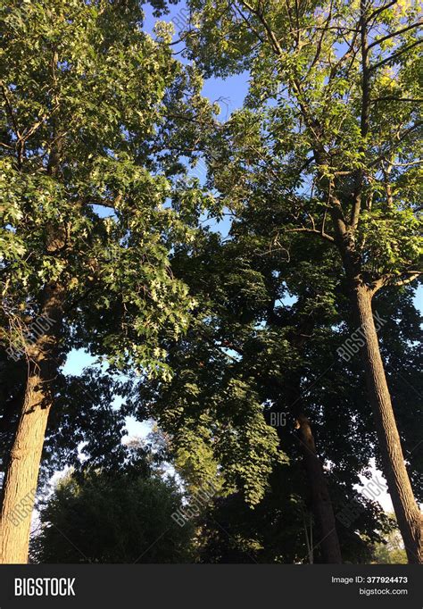 Green Trees Blue Sky Image & Photo (Free Trial) | Bigstock