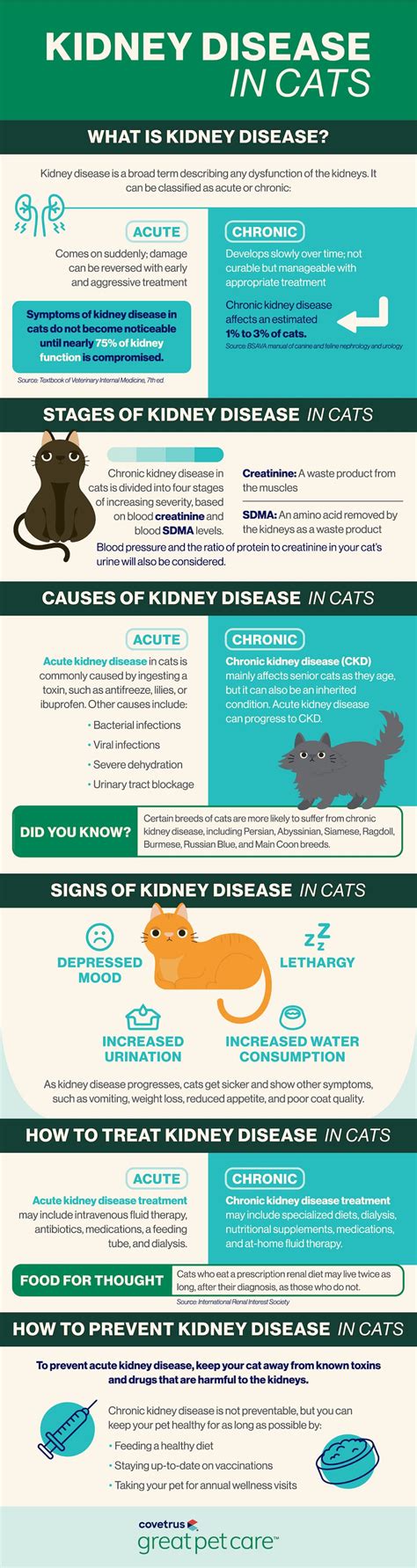 Kidney Disease in Cats | Great Pet Care