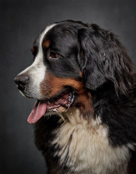 Beautiful Portrait de Bouvier Bernois | Mountain dogs, Bernese mountain ...