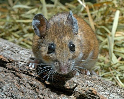 Peromyscus - Alchetron, The Free Social Encyclopedia