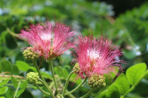 Samanea saman (Jacq.) Merr. | Plants of the World Online | Kew Science