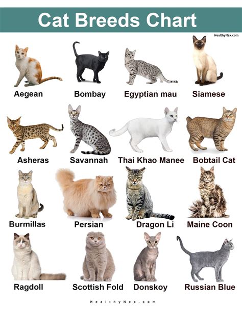 Cat Breed Chart - Rare & Common In Continents