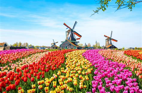 Tulip Fields in The Netherlands: Everything You Need to Know