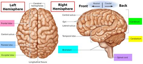 Cerebrum Structure And Human Brain Sections And Parts Anatomy Outline ...