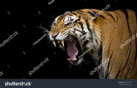 27,840 Tiger Roar Images, Stock Photos & Vectors | Shutterstock