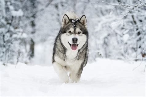 The 16 Best Dog Breeds for Cold Weather Climates