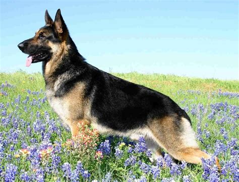 German Shepherd Breed Guide - Learn about the German Shepherd.