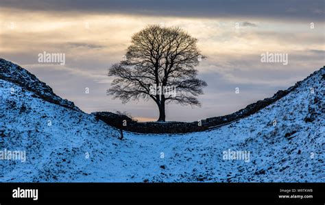 Winter snow lies around the lone tree of Sycamore Gap on Hadrian's Wall ...