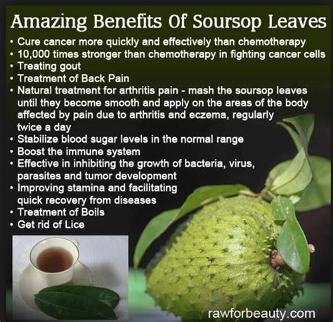 Soursop - The Blissful Gardeners