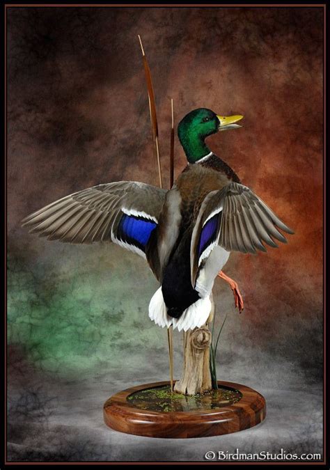 Birdman Studios Waterfowl Taxidermy * Upland & Bird Taxidermy * Duck ...