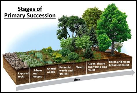 Ecological Succession - Primary & Secondary Succession - Study Wrap