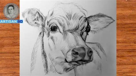 how to draw a realistic cow step by step - jefferysolon