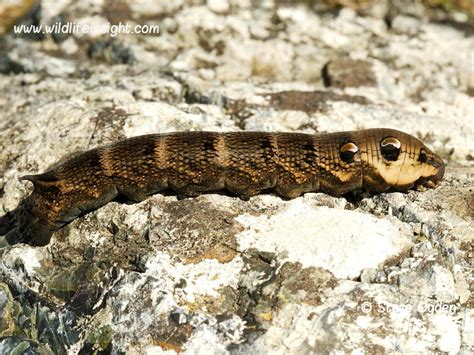 Large green caterpillar sighting | Wildlife Insight