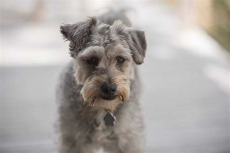 Schnoodle [Ultimate Guide: Personality, Temperament, Health, & More]