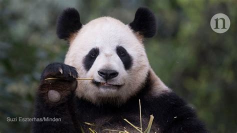 Happy Panda Nutrition Info | Blog Dandk