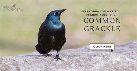 Common Grackle: Bird Identification, Habits, Facts, Nesting - Bird Informer