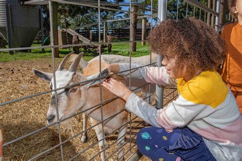 Southern Belle Farm: Four Delightful Seasons of Family Fun (Video)