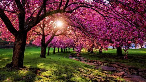 Spring Flowers Scenery Wallpapers - 4k, HD Spring Flowers Scenery ...