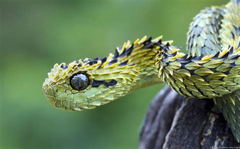 Snakes: Eyelash Viper