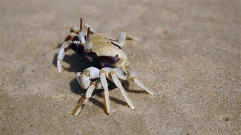 Horned Ghost Crab or Horn-eyed Ghost Crab (Ocypode ceratophthalma ...