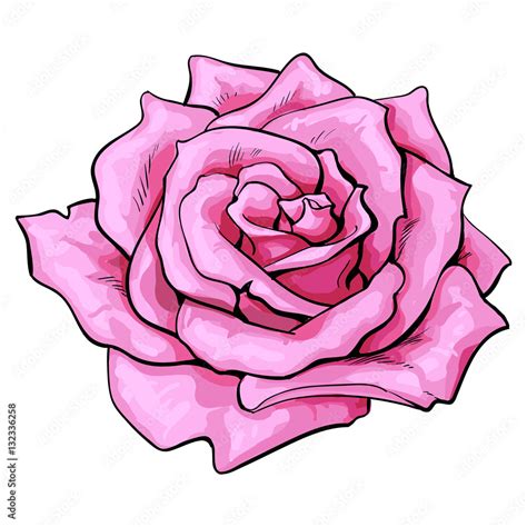 Realistic Pink Rose Drawing