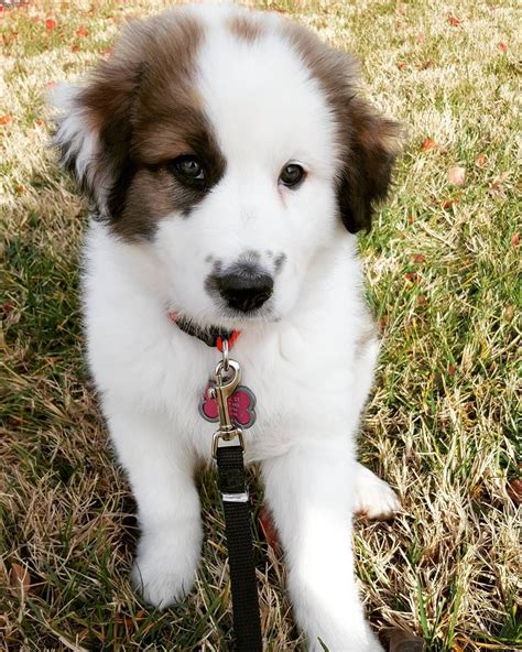 Great Pyrenees Australian Shepherd Mix Puppies For Sale - glemercedesblog