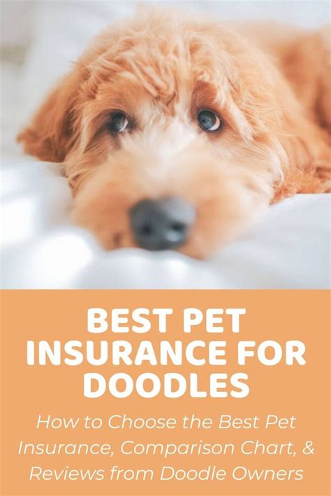 Choosing the best pet insurance might be a bit of a task, so we wrote ...