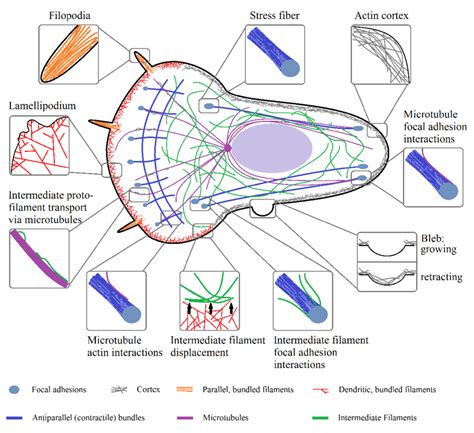 Intermediate Filaments In An Animal Cell