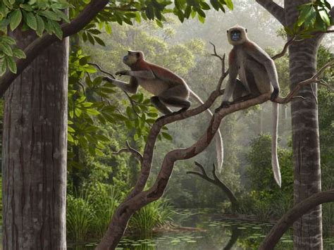 Oldest monkey fossils outside of Africa found