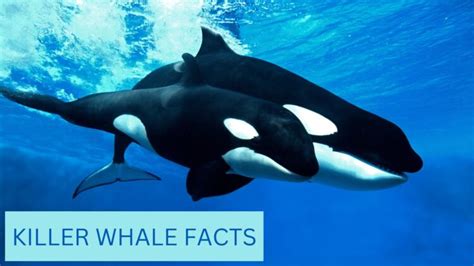 Killer Whale Facts | Anatomy, Diet, Migration and Reproduction