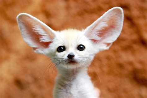 Where to Find the Cutest, Most Amazing Animals on the Web | WIRED