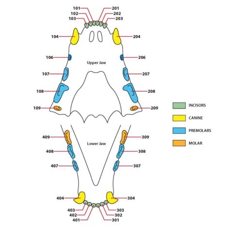 cat dental chart deciduous - Jeanene Chaffin