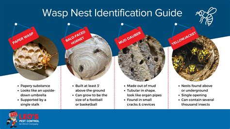 Paper Wasp Nest Vs Hornet Nest