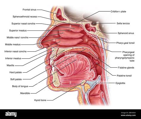 Nasal Cavity, Illustration Stock Photo - Alamy