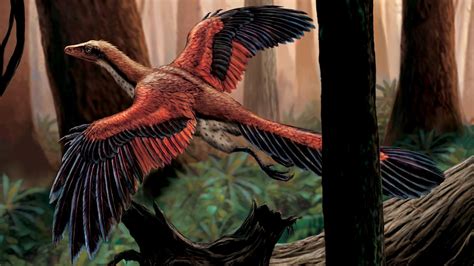 Archaeopteryx