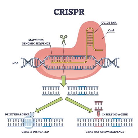 CRISPR-Cas, mechanism - Mutans